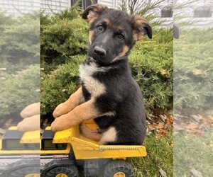 German Shepherd Dog Puppy for sale in MIDDLEBURY, IN, USA