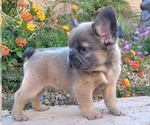 Small #7 French Bulldog