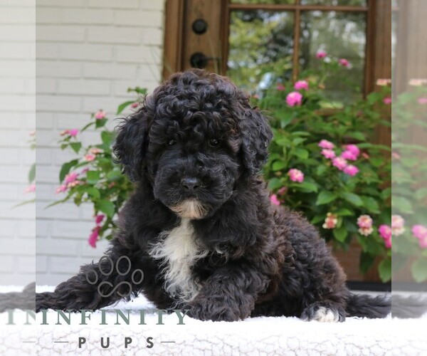 Medium Photo #1 Goldendoodle (Miniature) Puppy For Sale in NARVON, PA, USA