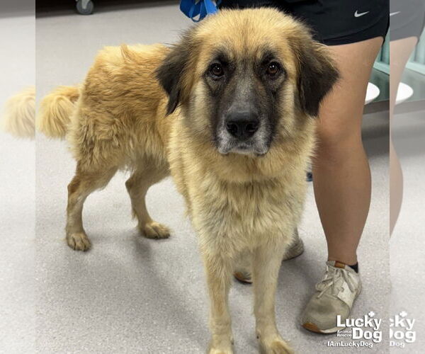 Medium Photo #7 Anatolian Shepherd-Unknown Mix Puppy For Sale in Washington, DC, USA