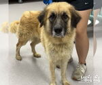 Small #6 Anatolian Shepherd Mix