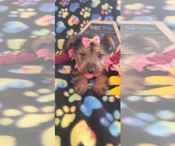 Medium Photo #8 Yorkshire Terrier Puppy For Sale in AKRON, OH, USA