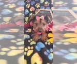 Small Photo #8 Yorkshire Terrier Puppy For Sale in AKRON, OH, USA