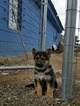 Small Photo #5 German Shepherd Dog Puppy For Sale in PENROSE, CO, USA