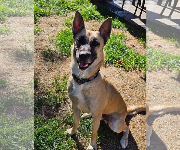 Medium Photo #3 Mutt Puppy For Sale in Stevens Point, WI, USA