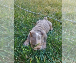 English Bulldog Puppy for sale in NORTH LAS VEGAS, NV, USA