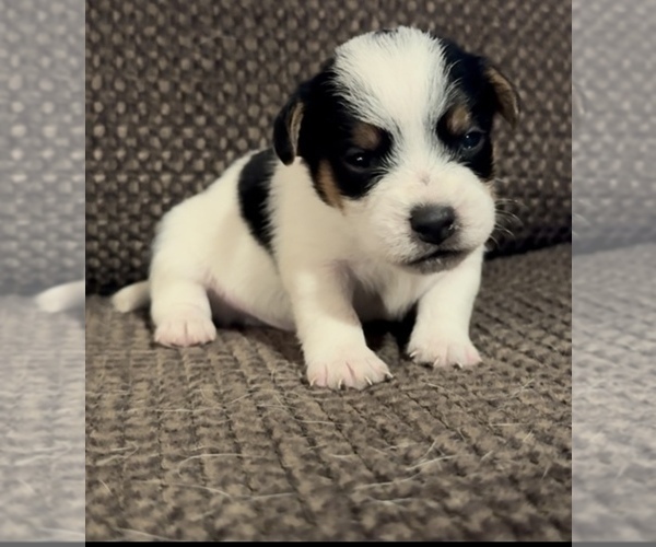 Medium Photo #1 Jack Russell Terrier Puppy For Sale in ALTOONA, FL, USA