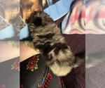 Small #4 Pomeranian