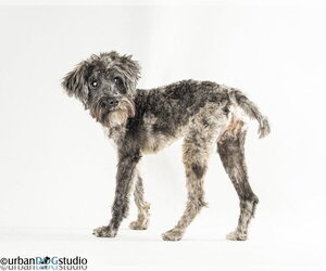 Pretzel - M - Male Mutt Dog for Adoption - Photo #2