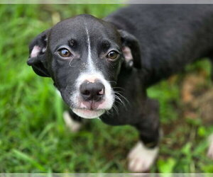 Mutt Dogs for adoption in Anniston, AL, USA