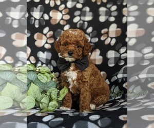 Poodle (Miniature) Puppy for sale in NOTTINGHAM, PA, USA