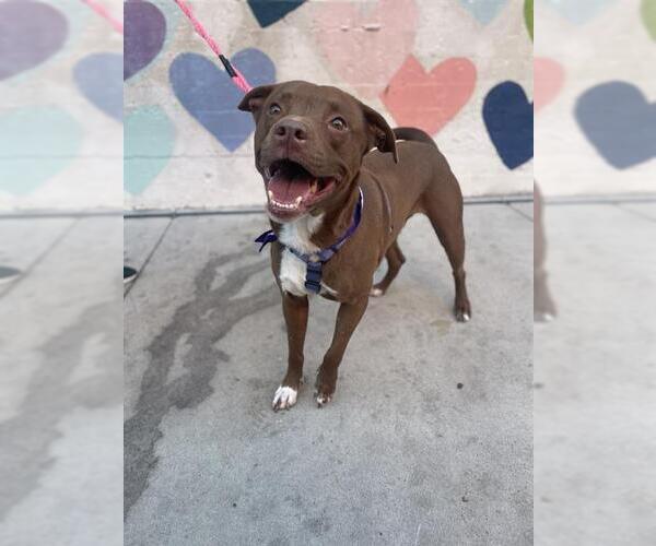 Medium Photo #2 American Pit Bull Terrier-Labrador Retriever Mix Puppy For Sale in Charlotte, NC, USA