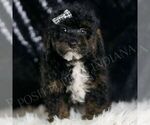 Small #3 Poodle (Toy)