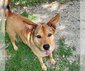 Mutt Dogs for adoption in Cabool, MO, USA