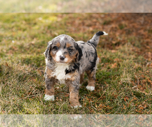 Bernedoodle (Miniature) Puppy for sale in SHIPSHEWANA, IN, USA