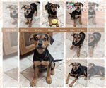 Small #1 Mutt