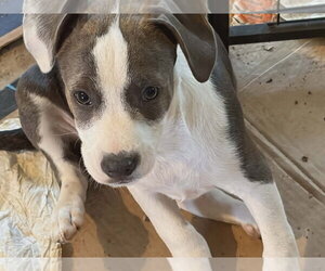 Mutt Dogs for adoption in Candler, NC, USA