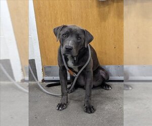 Labmaraner Dogs for adoption in Forestville, MD, USA