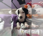 Small Photo #24 Great Dane-Sheepadoodle Mix Puppy For Sale in EGG HARBOR CITY, NJ, USA