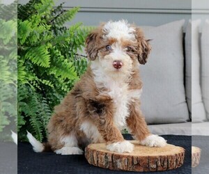 Bernedoodle (Miniature) Puppy for sale in NARVON, PA, USA