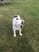 Small Photo #1 Olde English Bulldogge Puppy For Sale in JENNINGS, LA, USA