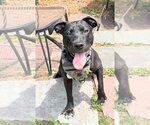Small American Pit Bull Terrier-Labrador Retriever Mix