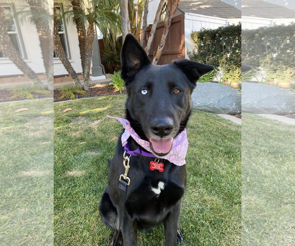 Medium Photo #4 Mutt Puppy For Sale in San Diego, CA, USA