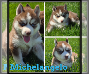 Australian Shepherd Puppy for sale in WHEELER, MI, USA