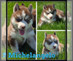 Image preview for Ad Listing. Nickname: Michelangelo