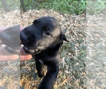 Small Photo #3 Labrador Retriever Puppy For Sale in HOWELL, NJ, USA