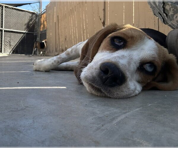 Medium Photo #3 Beagle Puppy For Sale in Apple Valley, CA, USA