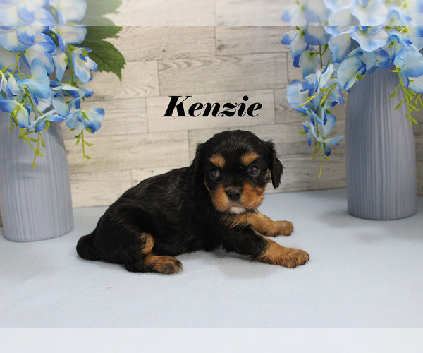 Medium Photo #11 Cavalier King Charles Spaniel Puppy For Sale in CHANUTE, KS, USA