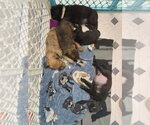 Small #1 Mutt