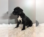 Small Photo #9 Boxer Puppy For Sale in MILLERSBURG, OH, USA