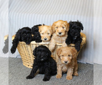 Small Photo #4 Poodle (Miniature)-Whoodle Mix Puppy For Sale in GAP, PA, USA