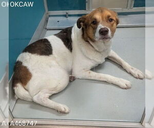 Mutt Dogs for adoption in Oklahoma City, OK, USA