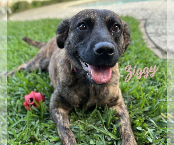 Medium Photo #1 Dutch Shepherd -Unknown Mix Puppy For Sale in HOUSTON, TX, USA