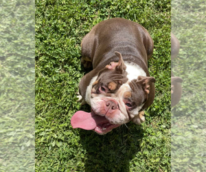 English Bulldog Puppy for sale in COVINGTON, GA, USA