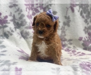 Cavapoo Puppy for sale in LAKELAND, FL, USA