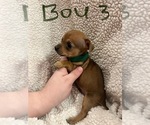 Small Photo #3 Chiweenie Puppy For Sale in CANDLER, NC, USA
