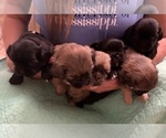 Small #10 Shih Apso