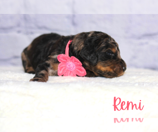 Medium Photo #1 Golden Mountain Doodle  Puppy For Sale in TRAFALGAR, IN, USA