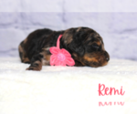 Puppy 9 Golden Mountain Doodle 