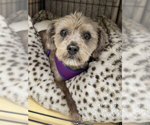ShihPoo Dogs for adoption in Lancaster, PA, USA