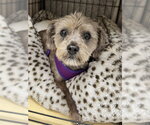 Small ShihPoo