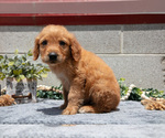 Small Photo #38 Golden Retriever Puppy For Sale in WOLCOTTVILLE, IN, USA