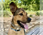 Small #2 Black Mouth Cur-German Shepherd Dog Mix