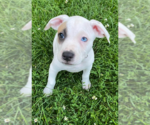 Small #5 Mutt