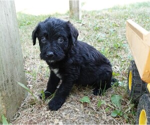 Labradoodle Puppy for sale in ELROY, WI, USA