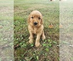 Small Photo #3 Golden Irish Puppy For Sale in CALVIN, KY, USA